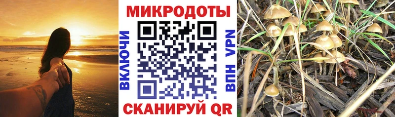 Галлюциногенные грибы GOLDEN TEACHER  kraken как зайти  Кандалакша 